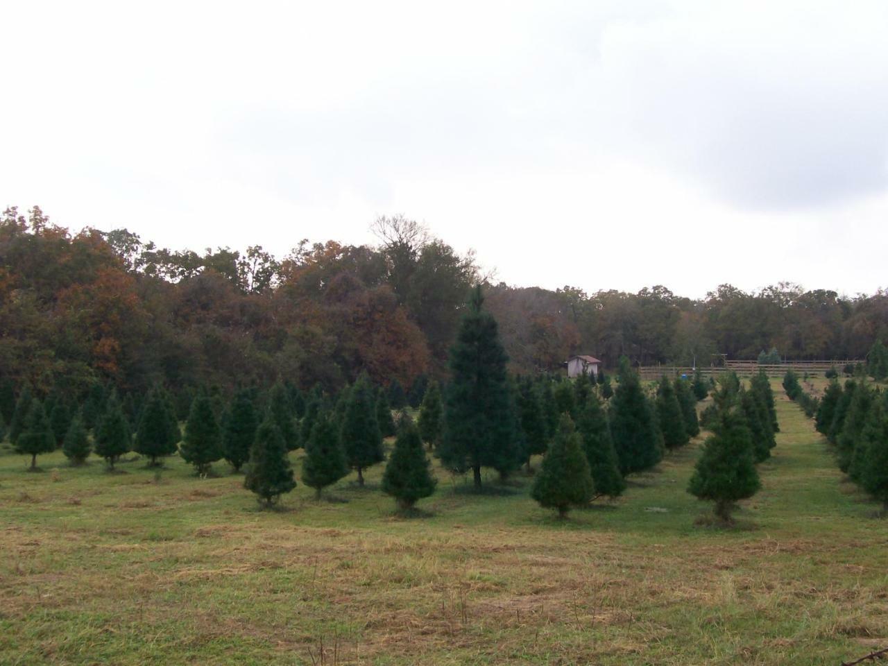 براين Kelumac Christmas Tree Farm B&B المظهر الخارجي الصورة